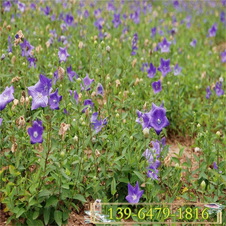 高度10-20公分桔梗花苗批发商 蓝紫色桔梗花价格 青州花卉供应