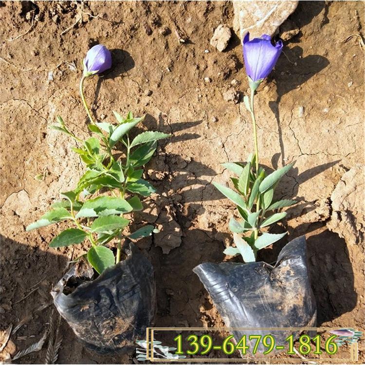 桔梗花种植户 桔梗花小苗的价格 桔梗花的图片