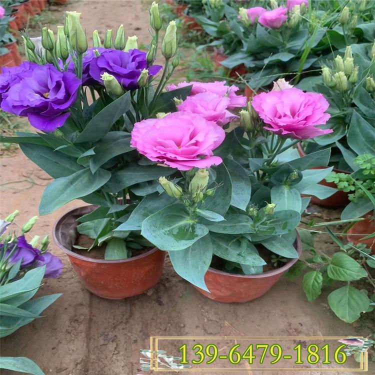 工程绿花用杯花桔梗花 盆栽洋桔梗供应商 洋桔梗花期