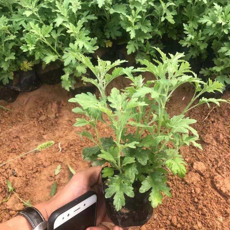 观赏地被菊种植 地被菊批发商