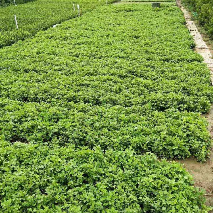 山东批发地被菊基地 观赏地被菊 地被菊营养钵苗大量现货
