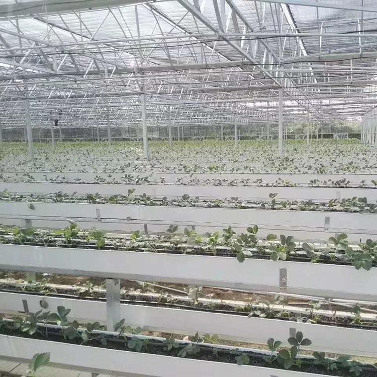 现代化温室大棚 薄膜连栋温室设计安装 钢构温室大棚