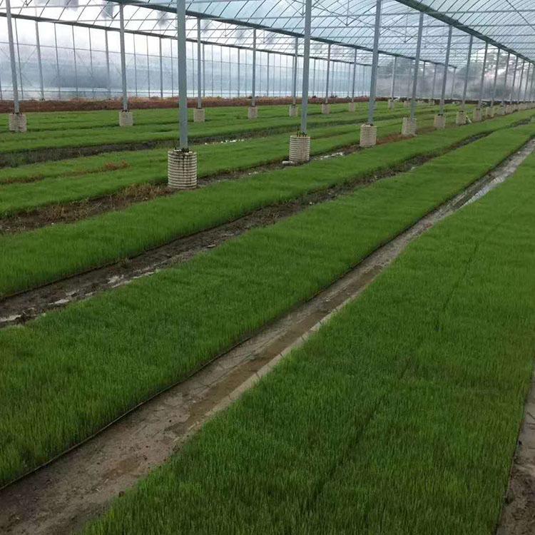 蔬菜种植温室 安装连栋薄膜温室 连栋薄膜温室报价