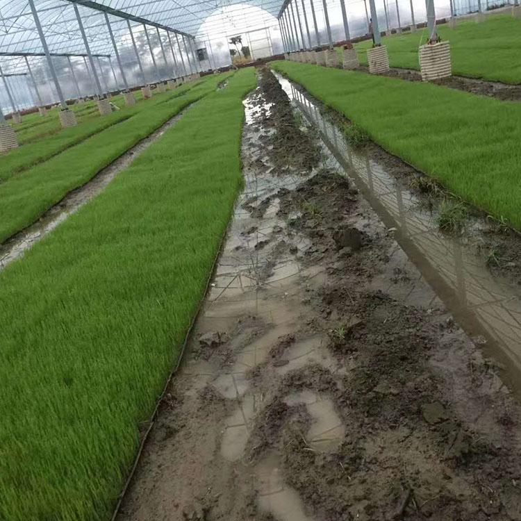 花卉种植温室 设计连栋薄膜温室 连栋薄膜温室价格
