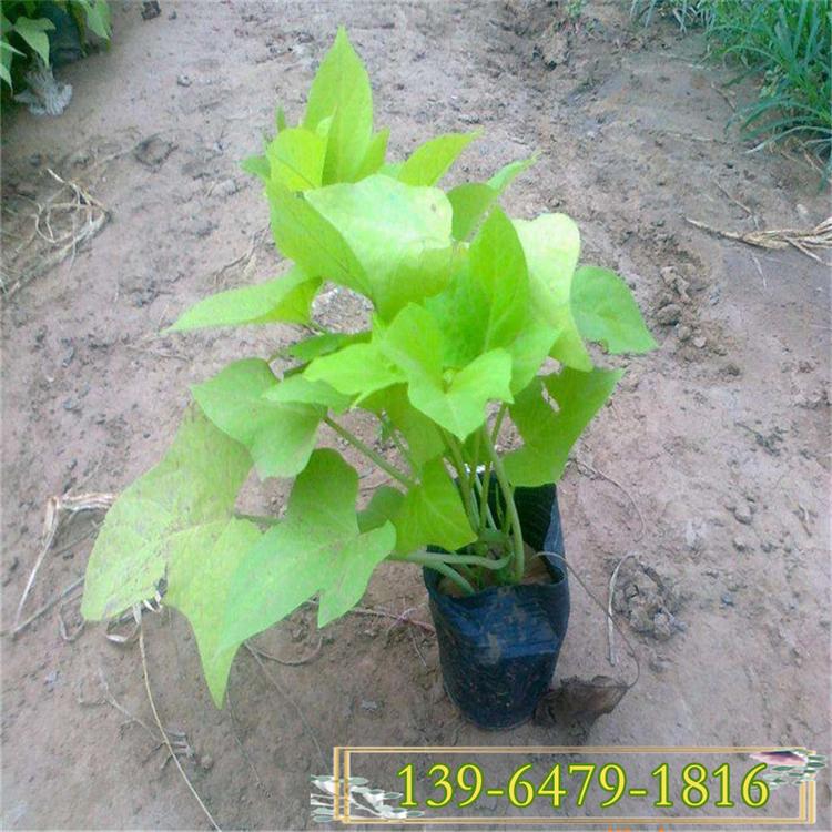 观赏植物金叶薯小苗价格 园林布局黄金薯 批发金叶薯