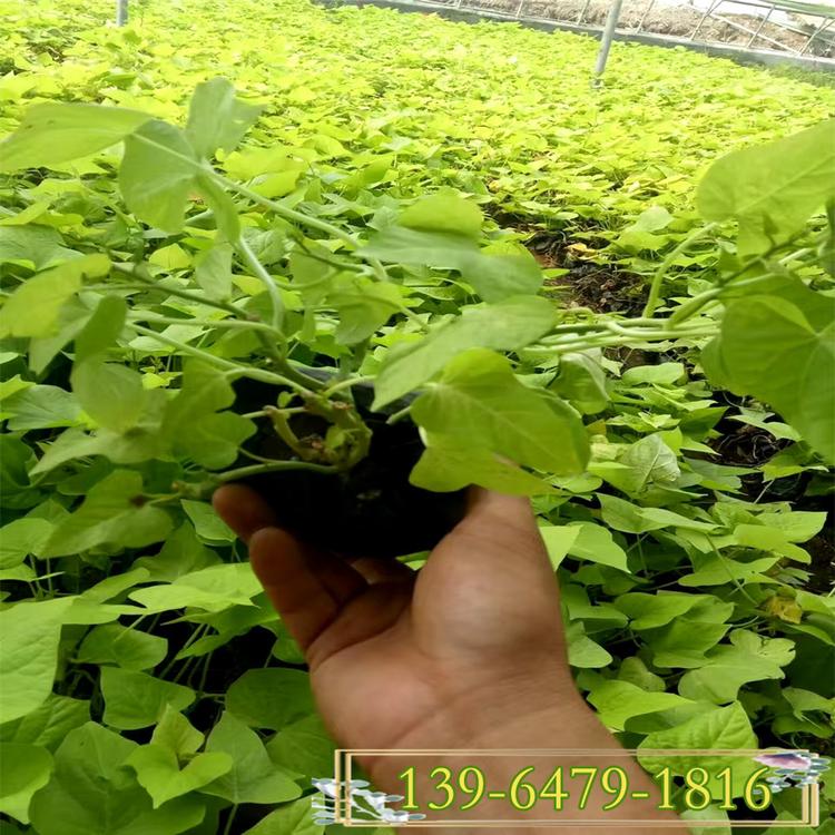 耐热性好黄金薯价格 工程绿化用苗 下垂观叶植物金叶番薯小苗