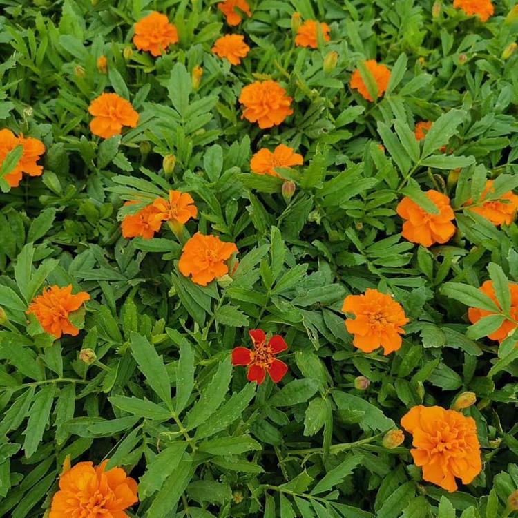 孔雀草价格 孔雀草供应商 孔雀草小苗