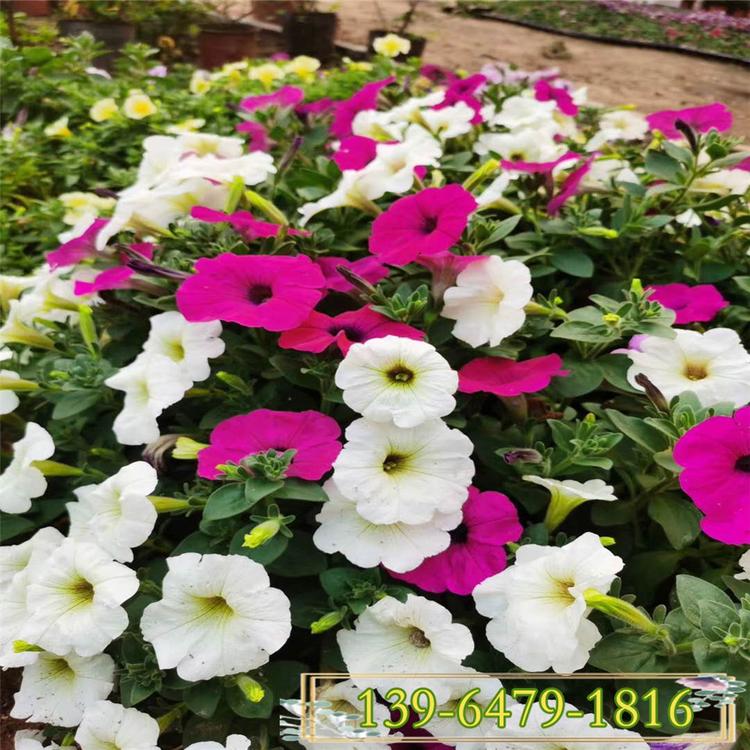 花海垂吊牵牛地被草花 园林绿化环境布置五彩牵牛花