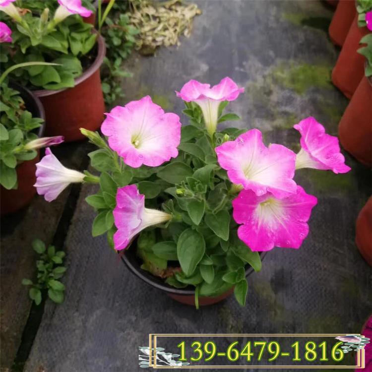 垂钓五彩矮牵牛色彩斑斓  路边花坛常见的绿化草花五彩牵牛花