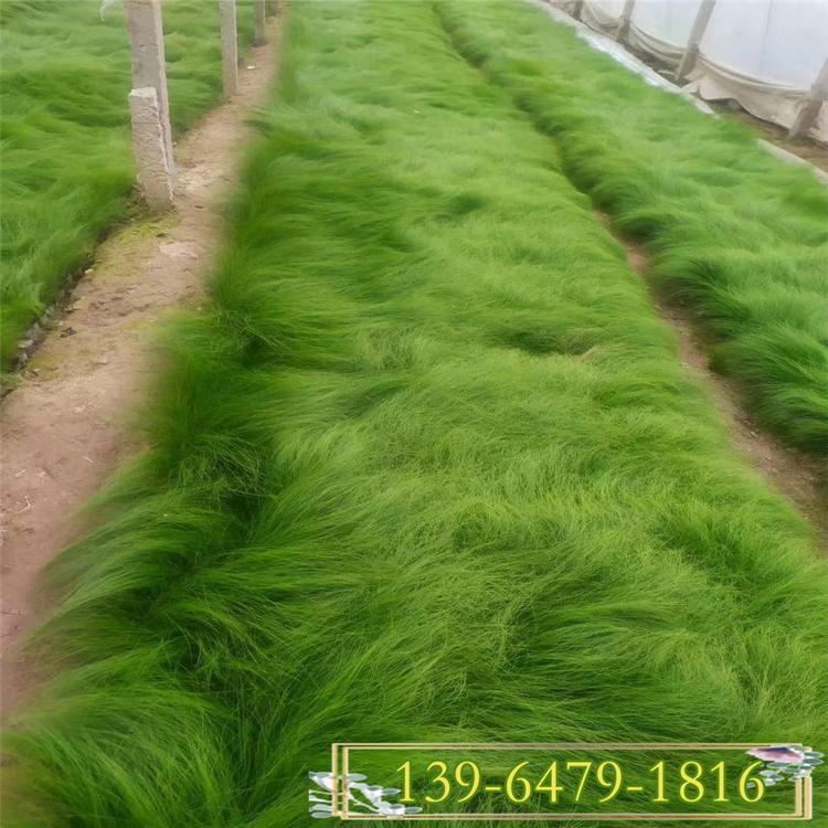 细茎针芒基地直销 多年生草本植物 观赏草易养护墨西哥羽毛草小苗