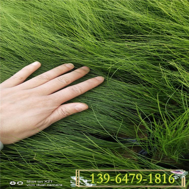 好品质景观绿化观赏草墨西哥羽毛草价格 成活率高价格低细茎针茅杯苗