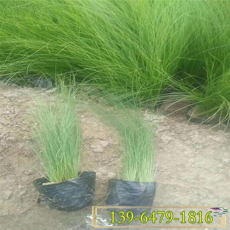 青州观赏草细茎针茅带土苗 湿地绿化观赏草 墨西哥羽毛草小苗