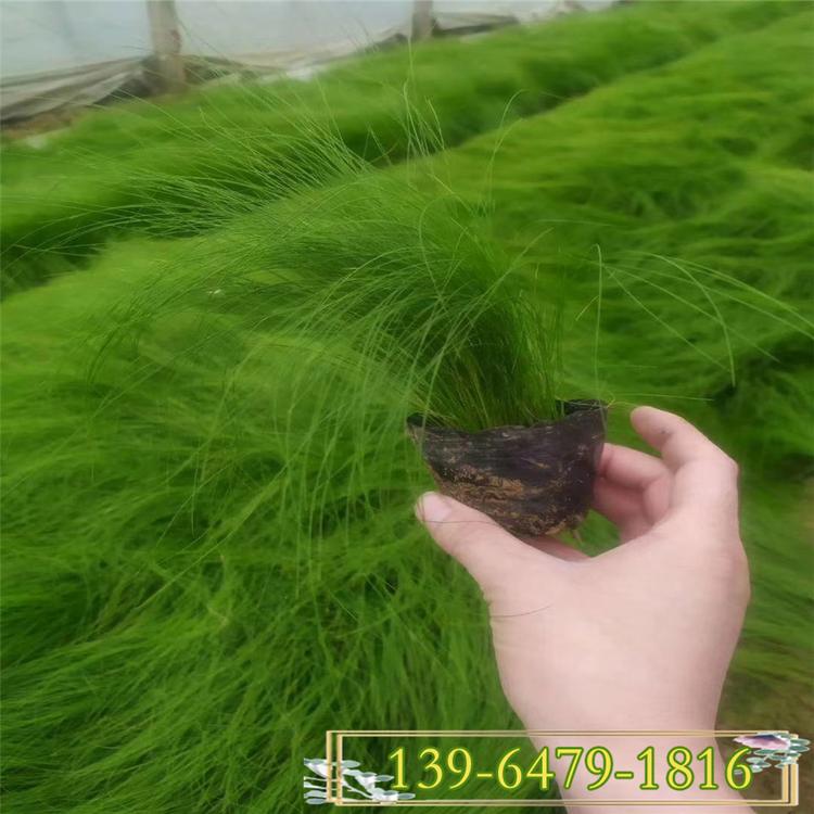 山东景观绿化观赏草 墨西哥羽毛草营养杯苗 细茎针茅草小苗
