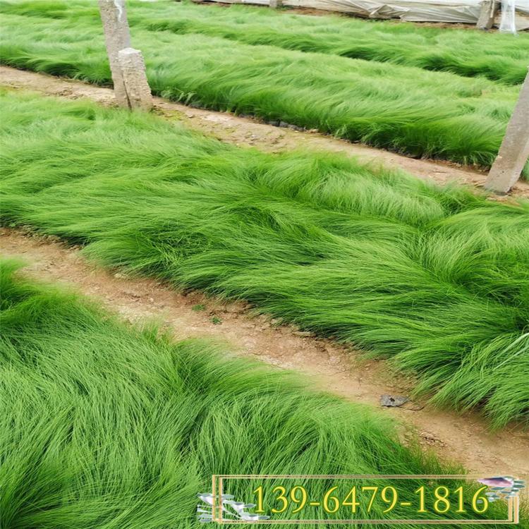 山东细叶针芒袋苗 墨西哥羽毛草营养杯苗 细茎针茅草小苗