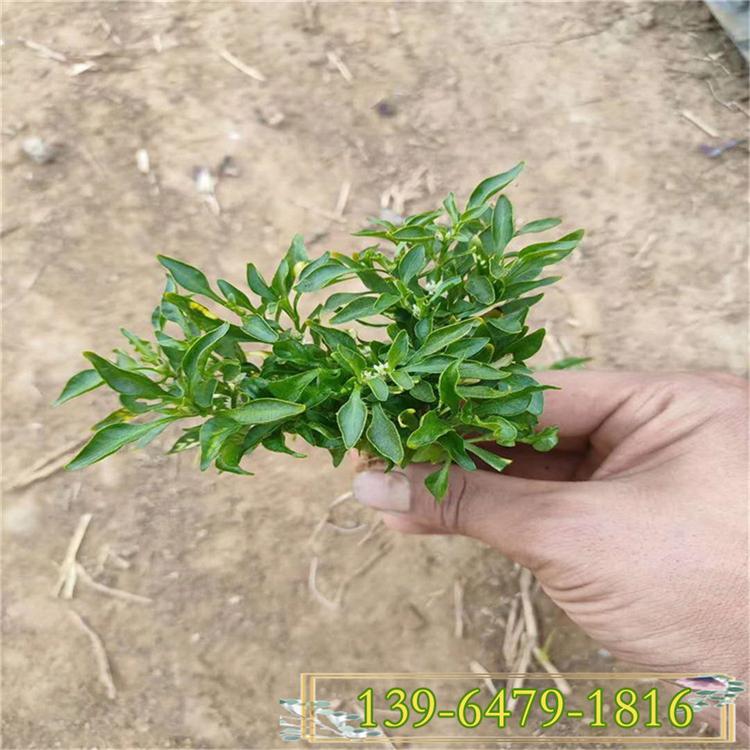 五色草穴盘苗价格 立体花坛 植物绿雕花球花柱造型专用五色草