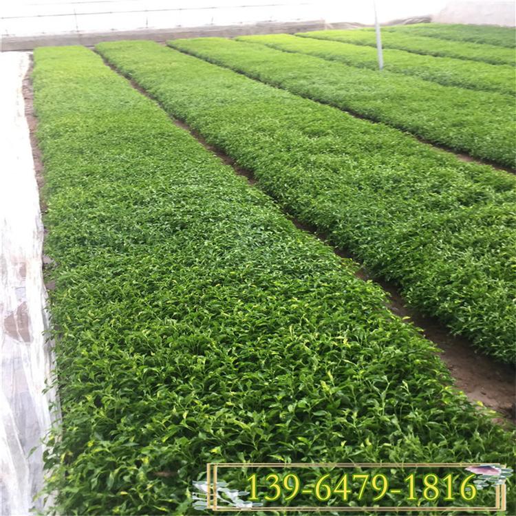 穴盘苗五色草供应商 绿化花木草花养植基地 五色草造型打造设计
