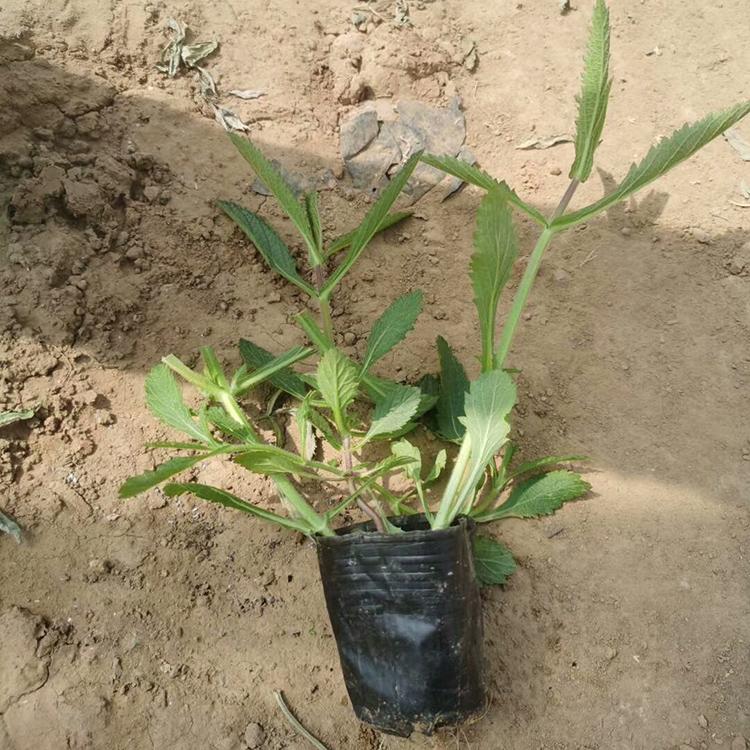 马鞭草 马鞭草小苗 马鞭草幼苗