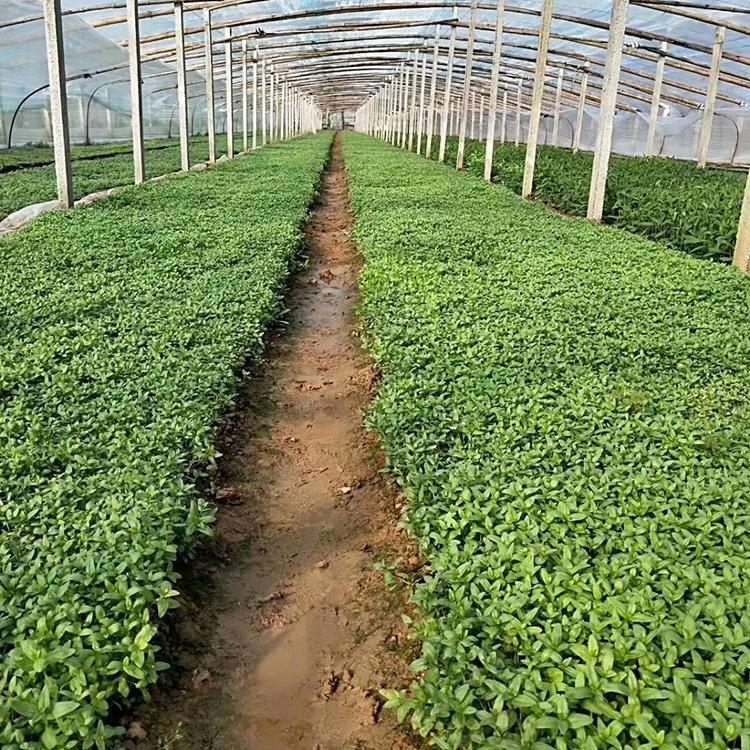 有名气的千屈菜基地【荐】锦帆花卉 宿根千屈菜 千屈菜青州基地