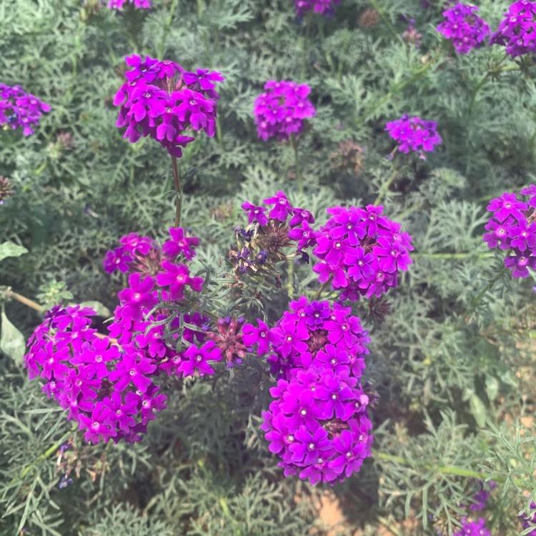 花海专用  美女樱价格  美女樱批发  精品草花