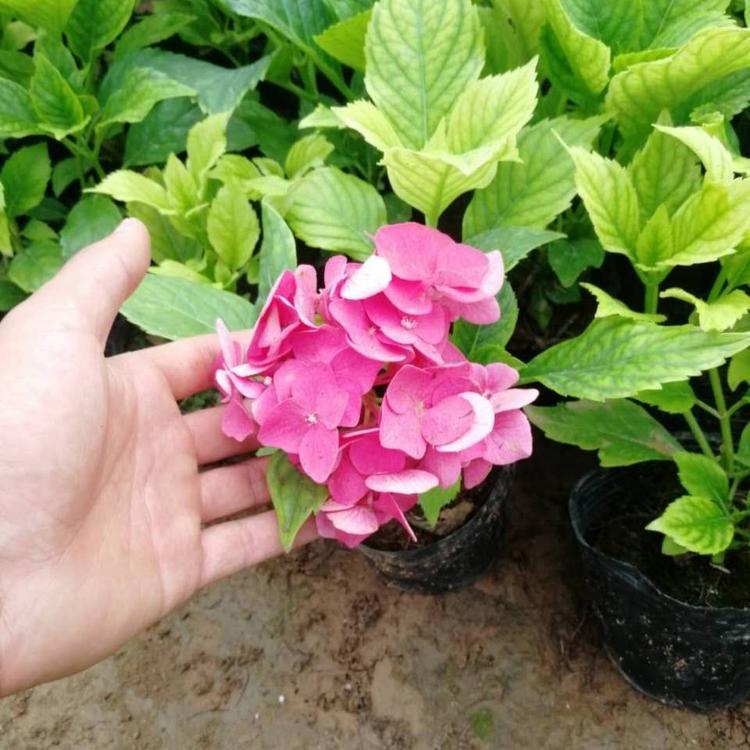 小涵花卉 青州绣球价格 木绣球价格