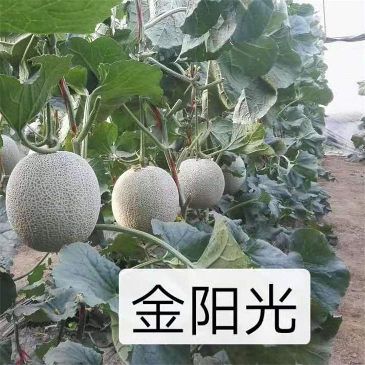 温室种植哈密瓜种子   哈密瓜种子抗病毒长势好