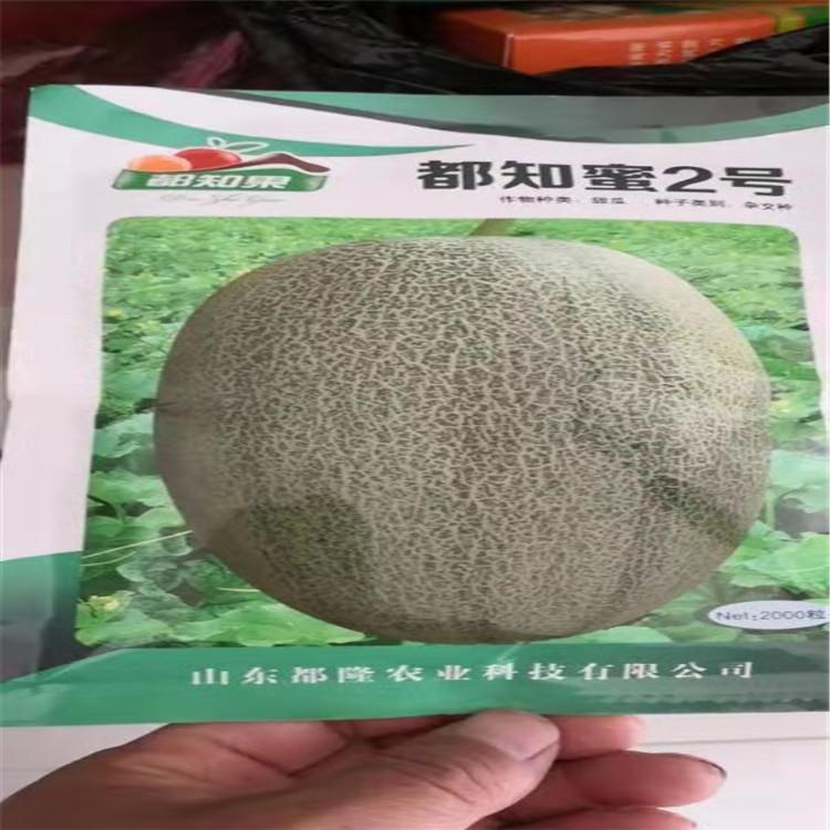 新品种甜瓜种子   甜瓜种子抗病毒长势好