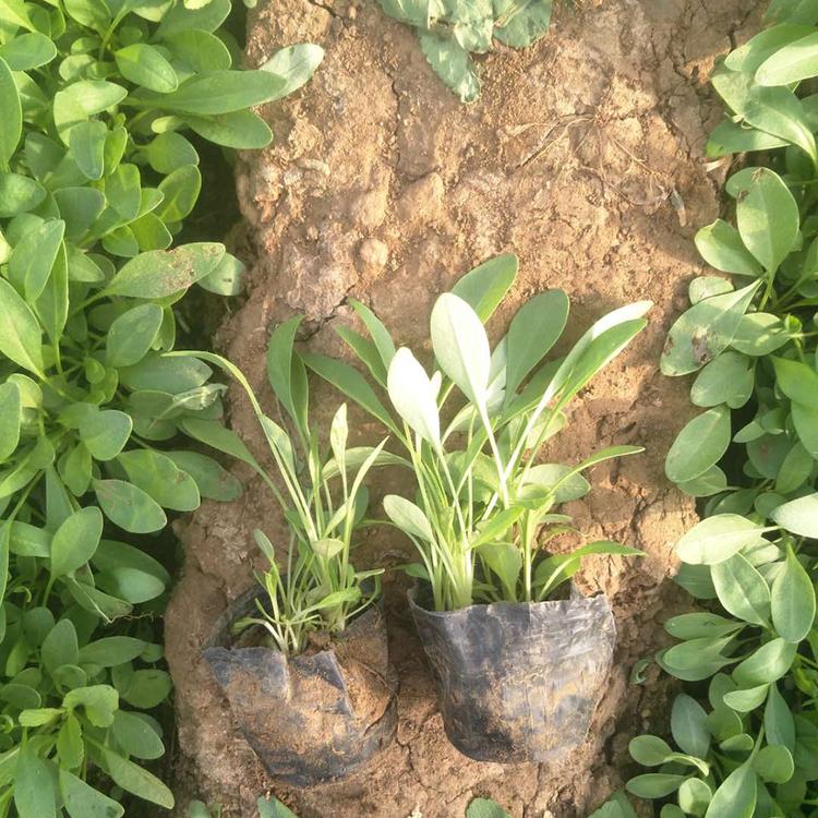 山东种植批发黑心菊基地 黑心菊批发商 黑心菊报价 欢迎咨询【冠鑫】