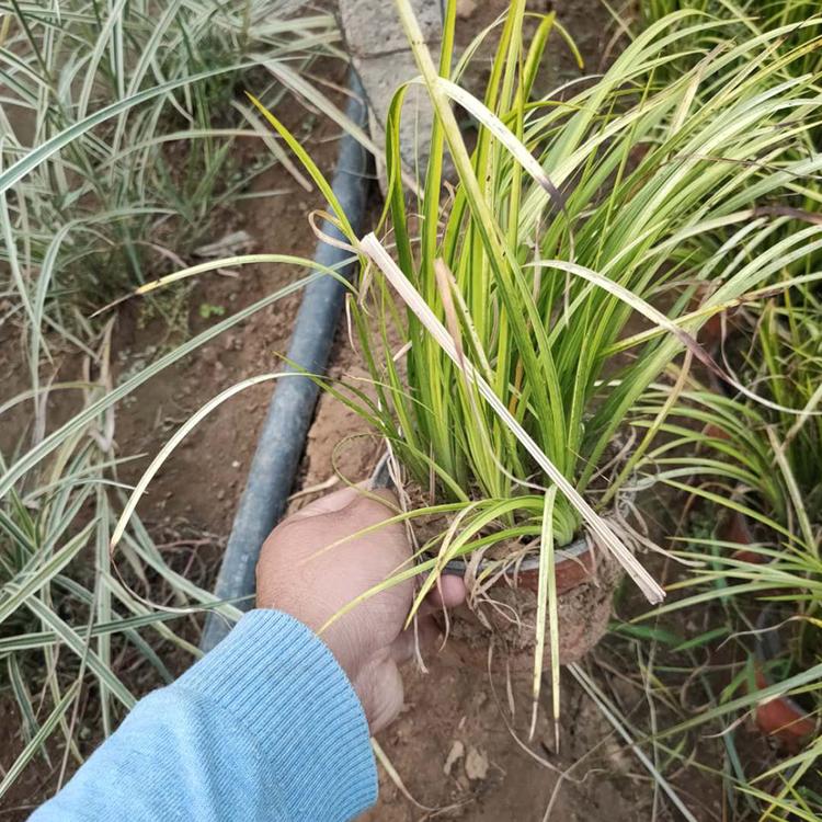 金叶石菖蒲 青州金叶石菖蒲基地 优良常绿金叶石菖蒲基地