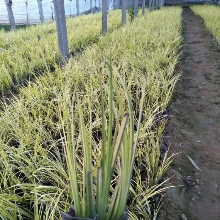 基地直销金叶石菖蒲 批发（价格）
