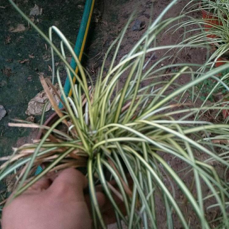 金叶苔草新品 山东金叶苔草基地 批发金叶苔草 冠鑫