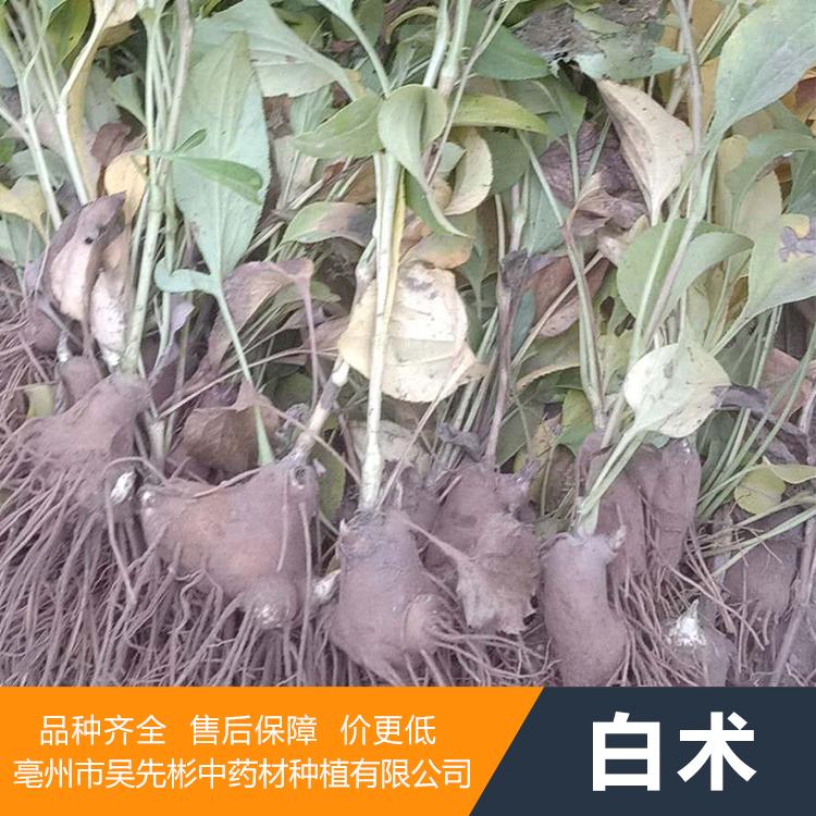 优质白术苗供应