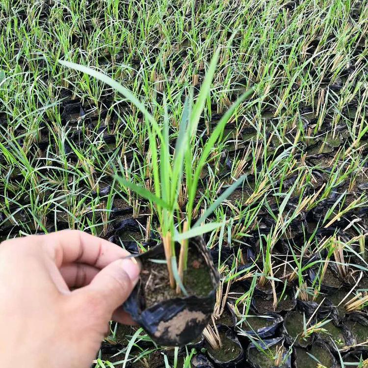 卡尔拂子茅 基地直销拂子茅小苗 量大优惠 冠鑫