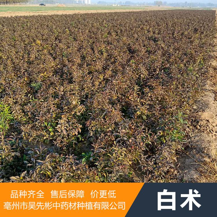 大量销售白术苗每亩种植 优质 白术苗的种植时间
