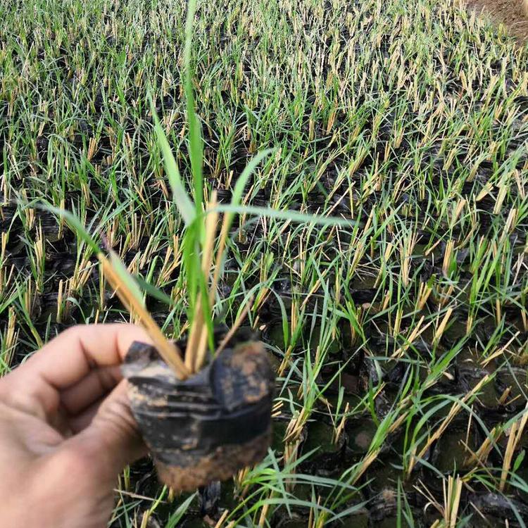 卡尔拂子茅观赏苗 基地大量种植拂子茅