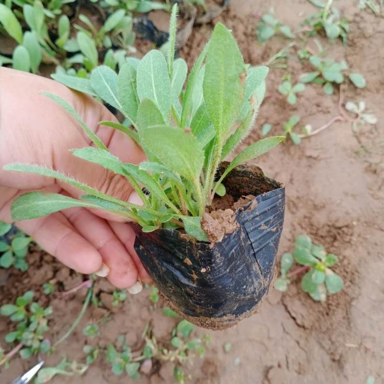 天人菊报价 青州草花批发 天人菊小皮桶 苗圃基地批发