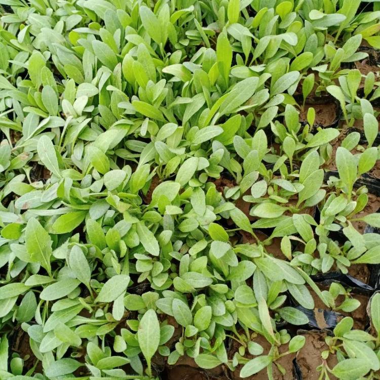天人菊供应商 宿根草花种植基地 天人菊 基地种植