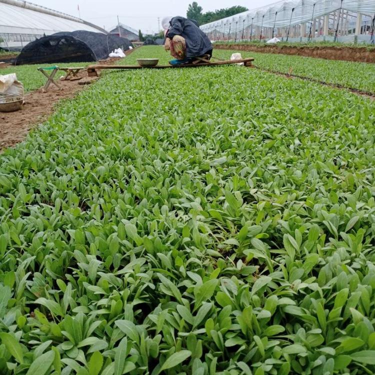 天人菊价格 宿根草花种植基地 天人菊小皮桶 应季苗木