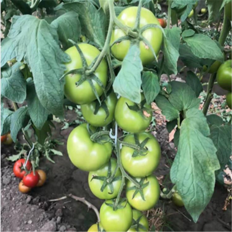 抗青枯瑞星红牛种苗量大价优 抗青枯量大价优