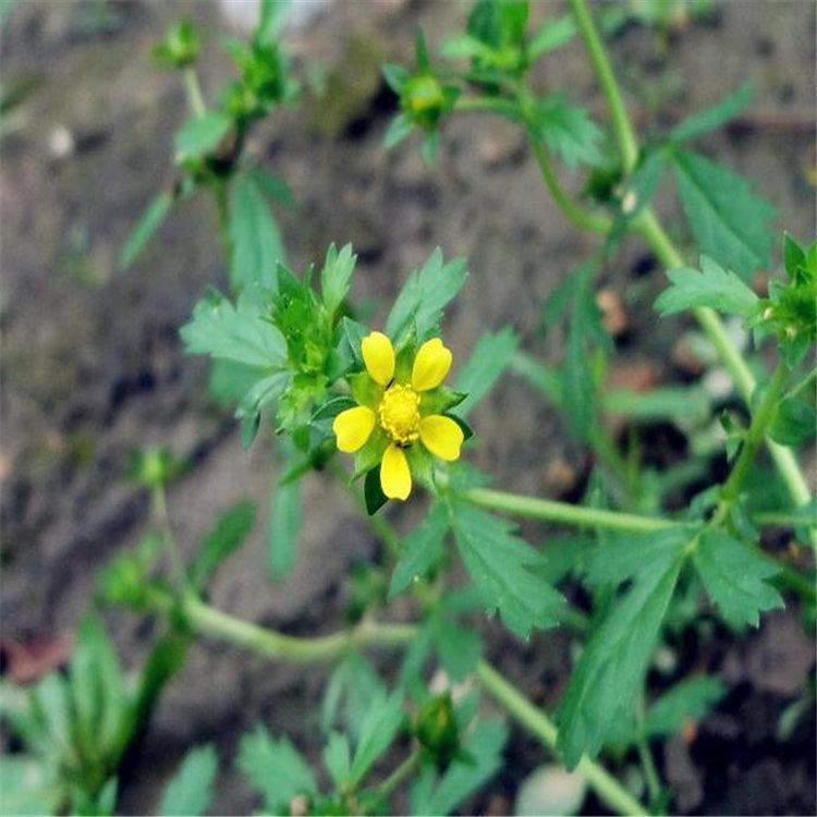 山东 五叶委陵菜  宿根花卉供应商  五叶委陵菜价格