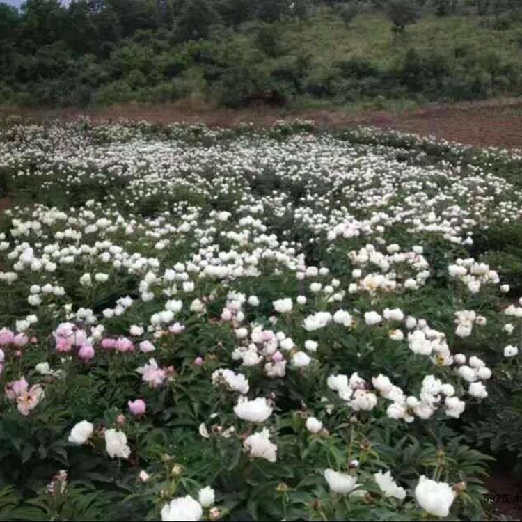 赤芍苗/赤芍种苗/赤芍种苗价格/赤芍种苗批发