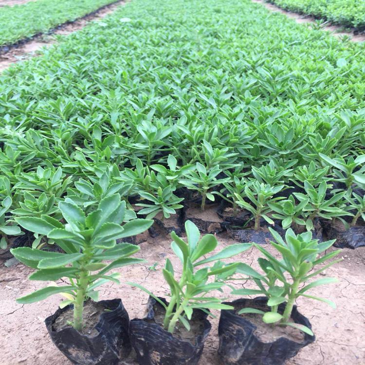 费菜种植基地  三七景天培育基地  山东费菜
