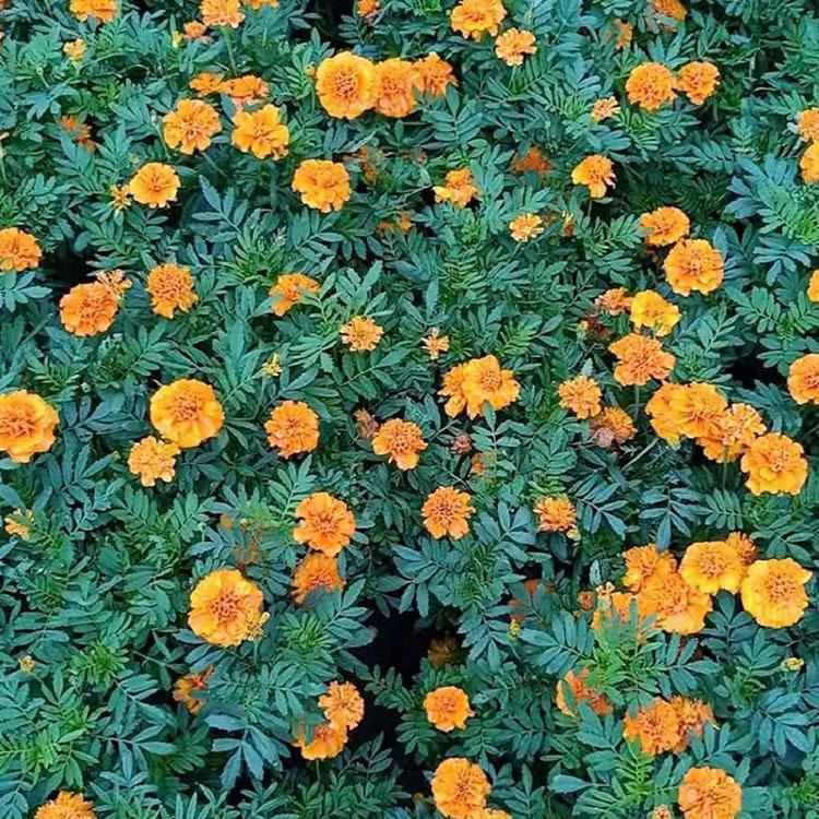 孔雀草小苗价格 志民花卉孔雀草小苗基地
