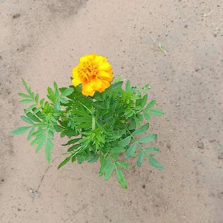 孔雀草培育报价 常年种植孔雀草批发