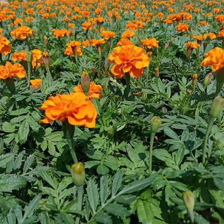 孔雀草小苗种植基地 苗圃直供孔雀草小苗供应商