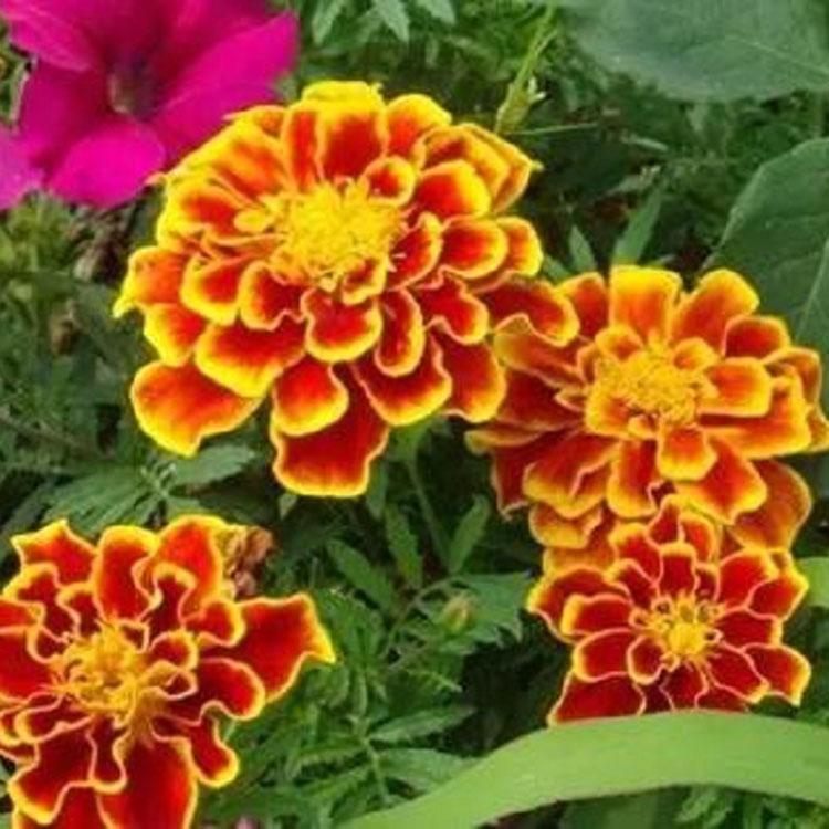 基地直销 孔雀草 孔雀草价格 孔雀草批发