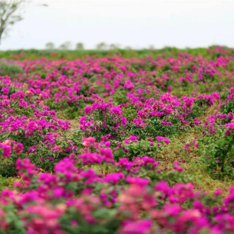 盆栽三角梅 三角梅批发基地 山东草花基地