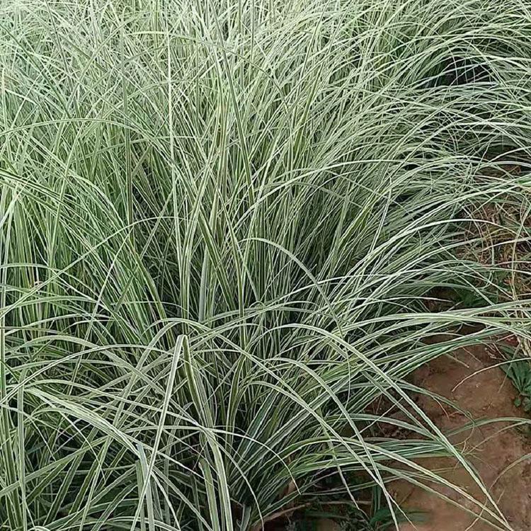 花叶芒报价 常年供应花叶芒 花叶芒价格
