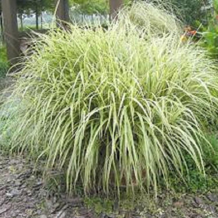 花叶芒培育基地 量大从优花叶芒 花叶芒出售