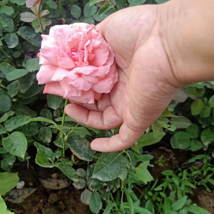 月季_大花月季_丰花月季 基地种植培育月季小苗 多花色月季