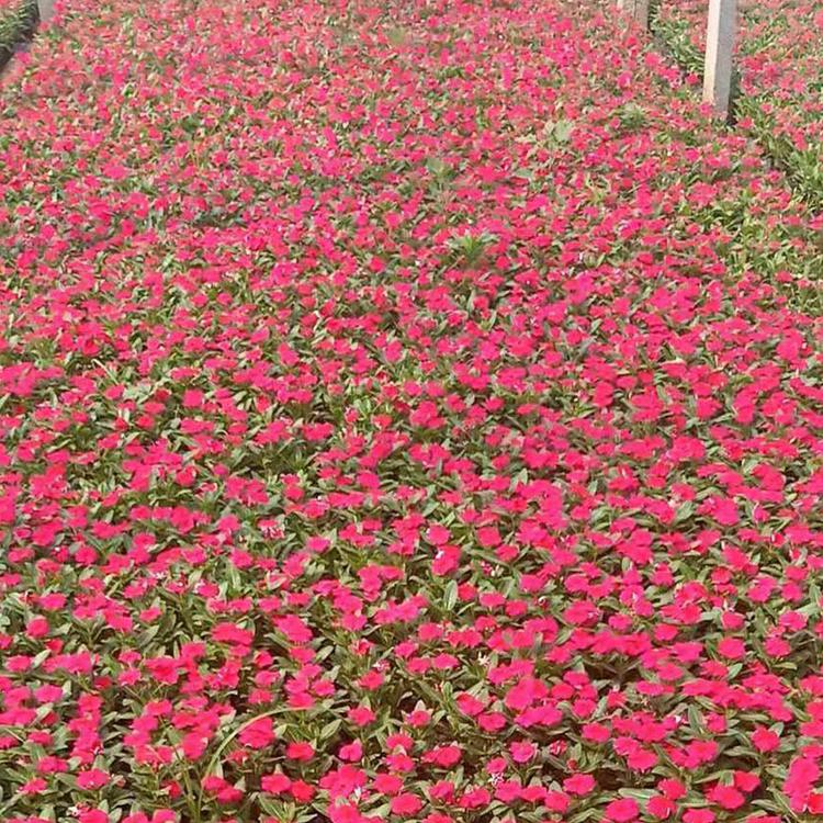 观花长春花供应基地 志民花卉大面积种植培育长春花-天天开